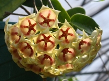 White Papau Wax Plant, Archbold's Hoya, Hoya archboldiana